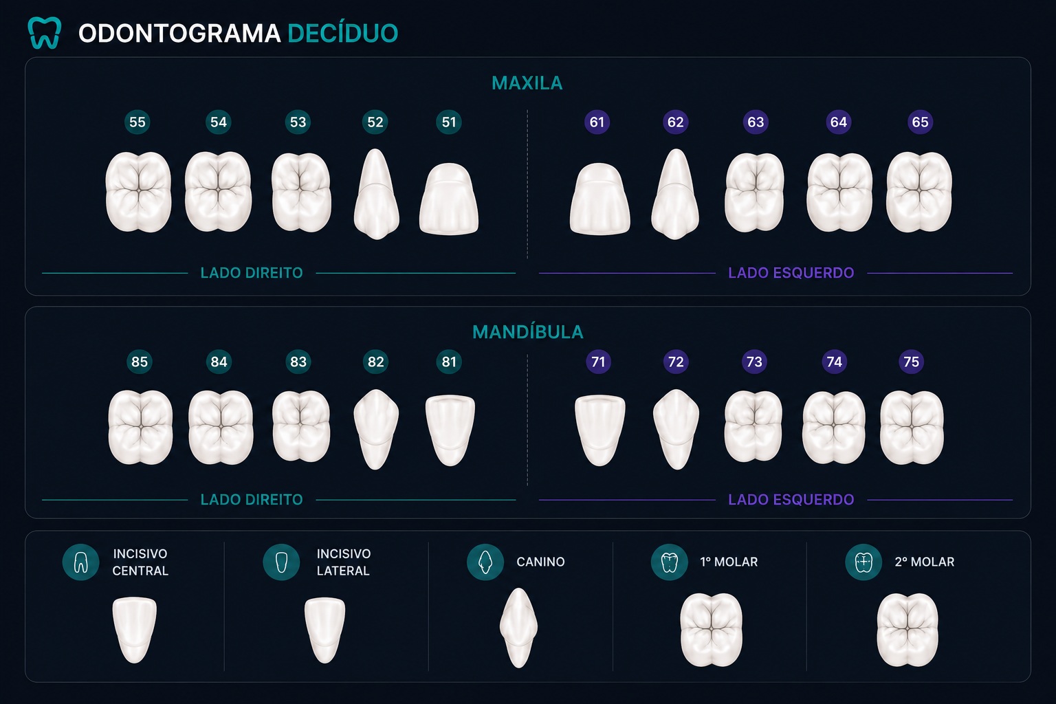 Exemplo visual de odontograma decíduo digital com dentes de leite e numeração infantil