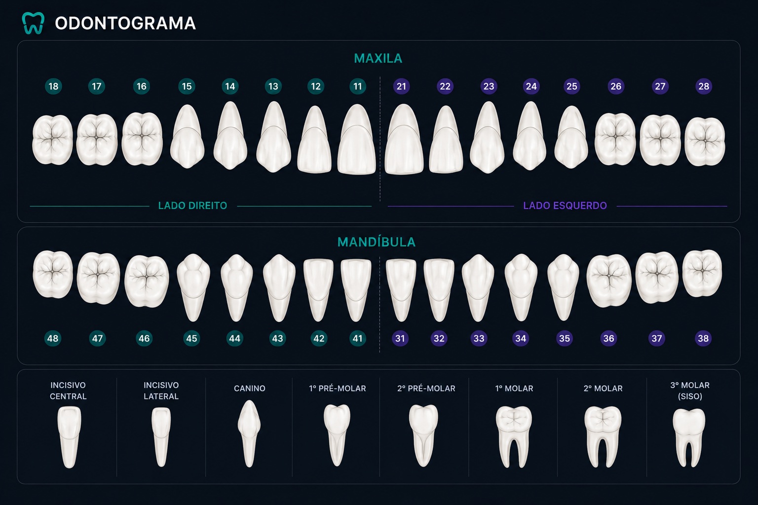 Exemplo visual de odontograma digital com maxila, mandíbula e numeração dos dentes